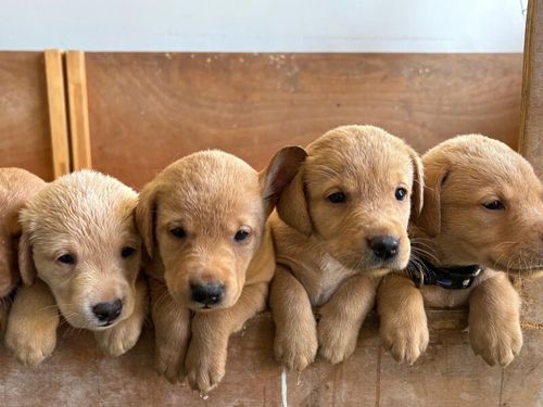 Adorable Labrador Pups - KC registered for sale in Sittingbourne, Kent