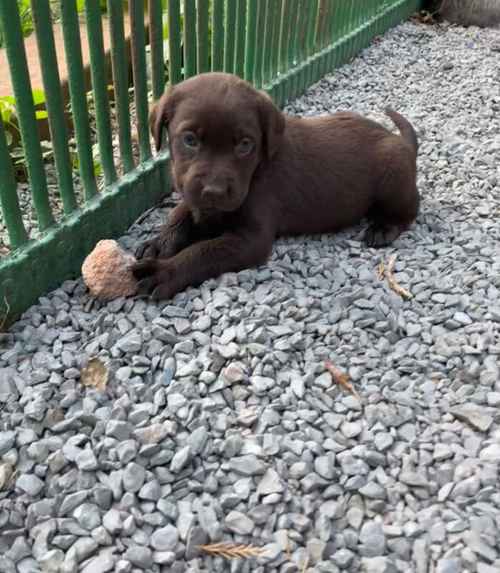 Adorable litter of KC reg chocolate Labrador puppies for sale in King's Lynn, Norfolk