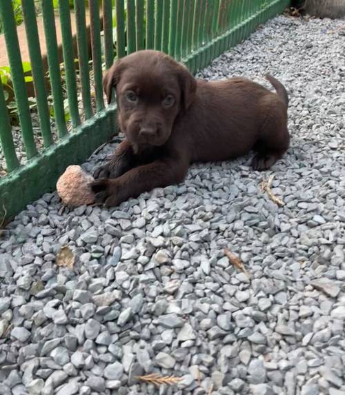 Adorable litter of KC reg chocolate Labrador puppies for sale in King's Lynn, Norfolk - Image 1