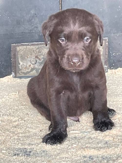 Adorable litter of KC reg chocolate Labrador puppies for sale in King's Lynn, Norfolk - Image 2