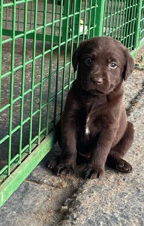 Adorable litter of KC reg chocolate Labrador puppies for sale in King's Lynn, Norfolk - Image 3