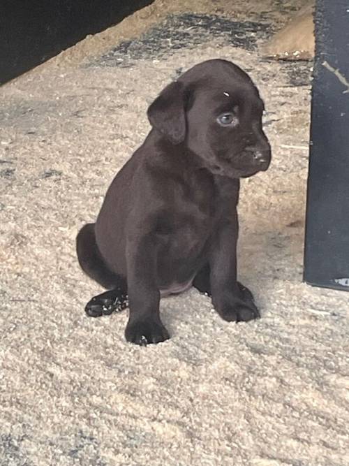 Adorable litter of KC reg chocolate Labrador puppies for sale in King's Lynn, Norfolk - Image 4