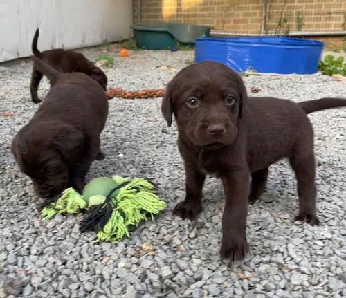 Adorable litter of KC reg chocolate Labrador puppies for sale in King's Lynn, Norfolk - Image 5