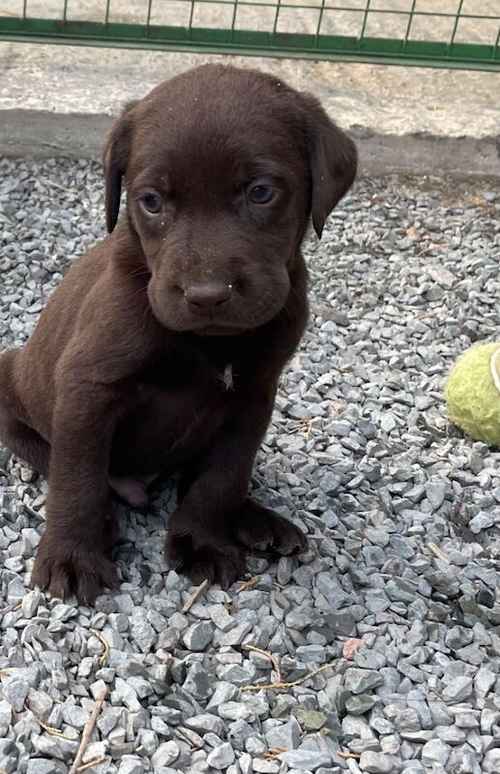 READY NOW !! Last boy left KC reg chocolate Labrador puppy for sale in King's Lynn, Norfolk