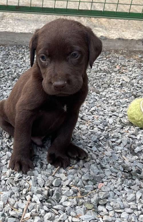 Adorable litter of KC reg chocolate Labrador puppies for sale in King's Lynn, Norfolk - Image 6