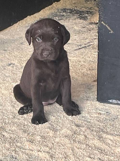 Adorable litter of KC reg chocolate Labrador puppies for sale in King's Lynn, Norfolk - Image 7