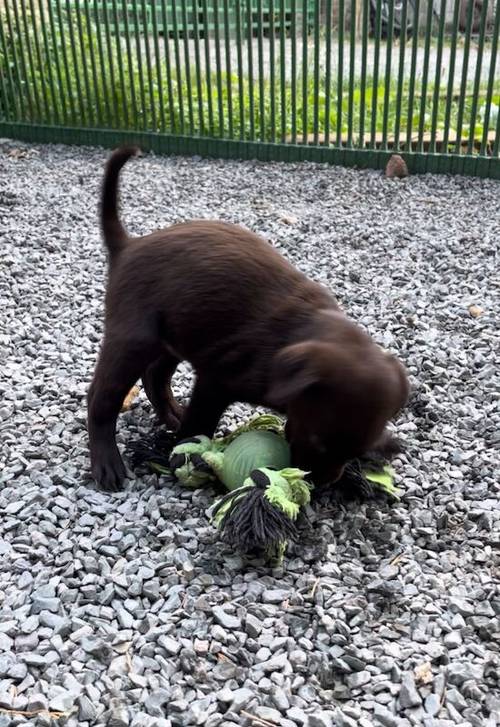 Adorable litter of KC reg chocolate Labrador puppies for sale in King's Lynn, Norfolk - Image 8