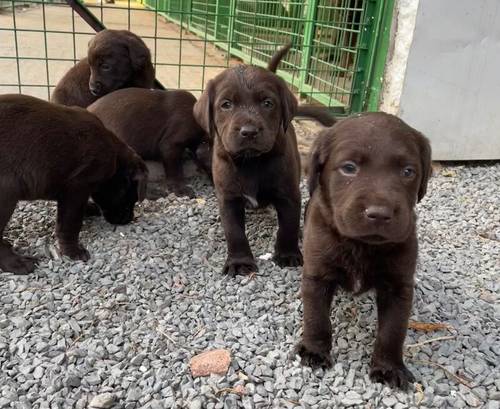 Adorable litter of KC reg chocolate Labrador puppies for sale in King's Lynn, Norfolk - Image 9