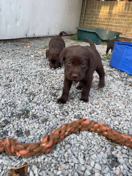 Adorable litter of KC reg chocolate Labrador puppies for sale in King's Lynn, Norfolk - Image 10