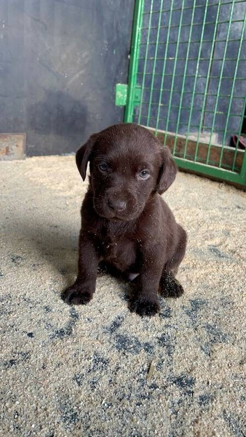 Adorable litter of KC reg chocolate Labrador puppies for sale in King's Lynn, Norfolk - Image 11