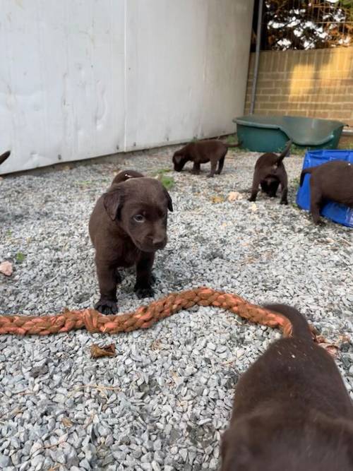 Adorable litter of KC reg chocolate Labrador puppies for sale in King's Lynn, Norfolk - Image 12