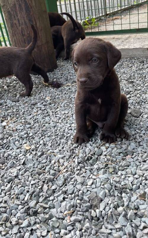 Adorable litter of KC reg chocolate Labrador puppies for sale in King's Lynn, Norfolk - Image 13