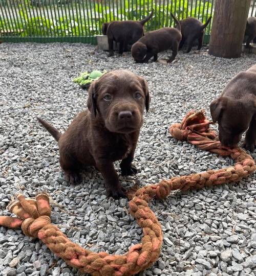 Adorable litter of KC reg chocolate Labrador puppies for sale in King's Lynn, Norfolk - Image 14