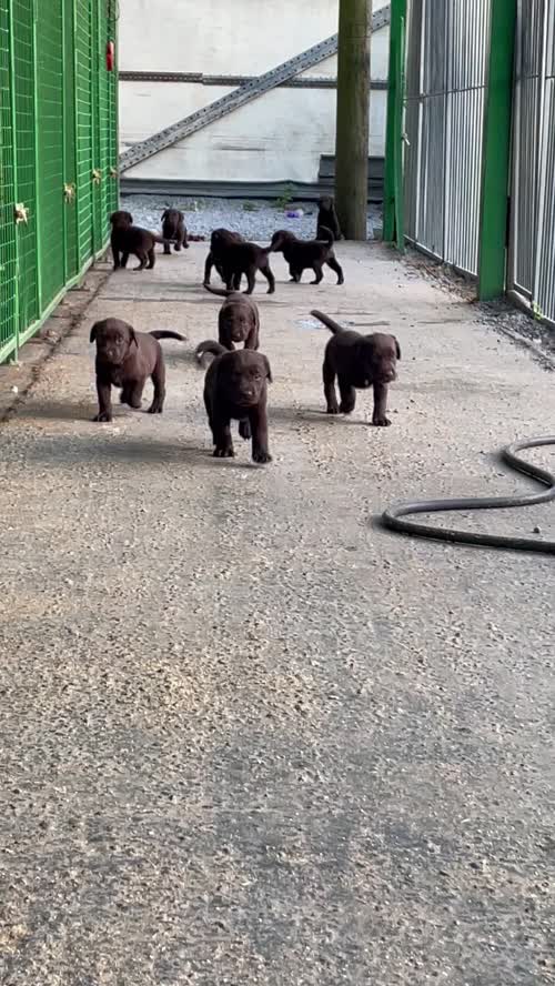 Last boy left KC reg chocolate Labrador puppy for sale in King's Lynn, Norfolk