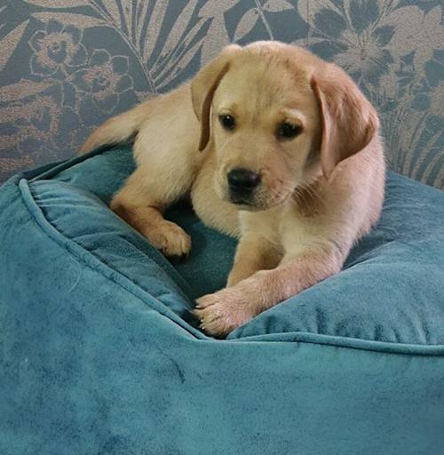 Adorable pedigree puppies for sale in Tipton, West Midlands - Image 1