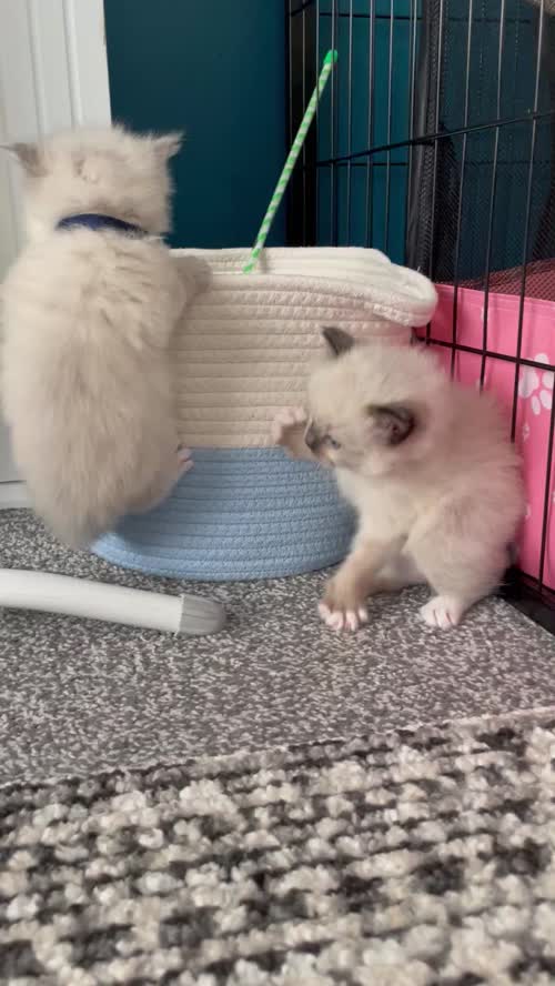 Adorable Ragdoll Kittens Looking For Their New Homes for sale in Fairford, Gloucestershire