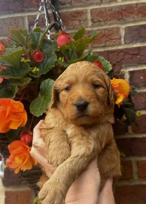 Adorable Standard Labradoodles from KC & Health Tested Parents for sale in Doncaster, South Yorkshire