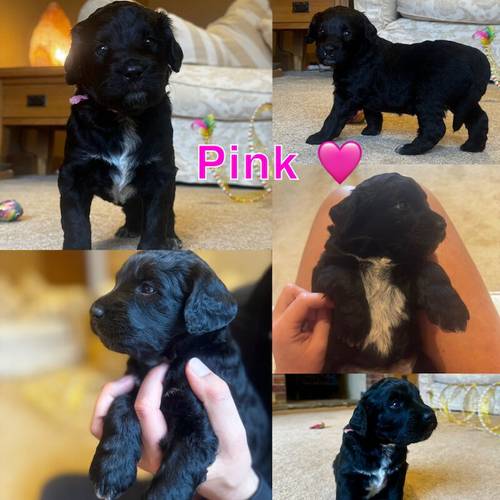 Adorable Standard Labradoodles from KC & Health Tested Parents for sale in Doncaster, South Yorkshire - Image 7