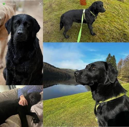 Adorable Standard Labradoodles from KC & Health Tested Parents for sale in Doncaster, South Yorkshire - Image 9