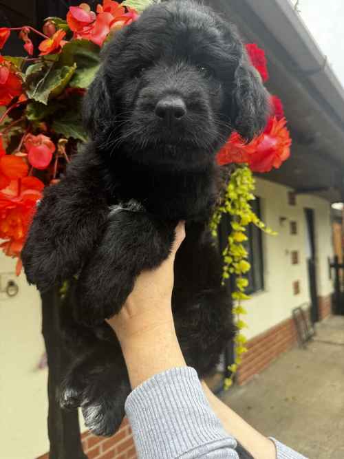 Adorable Standard Labradoodles from KC & Health Tested Parents for sale in Doncaster, South Yorkshire
