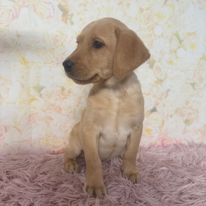 Labrador Retriever puppies for sale in Market Rasen, Lincolnshire – KC registered, 4 months old - Image 14 of 14