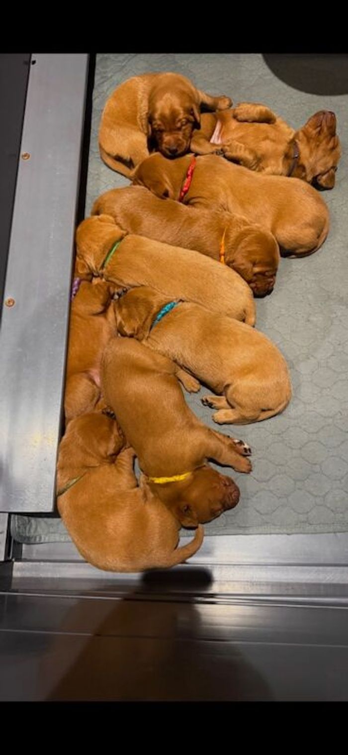 Labrador Retriever puppies for sale in Stamford, Lincolnshire – KC registered, 11 months old - Image 3 of 3