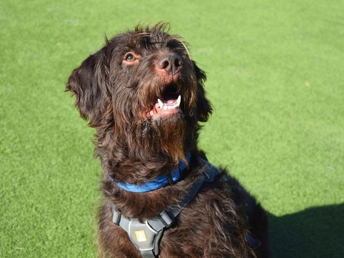 Labrador Retriever for adoption in Uxbridge, London – 5 years old
