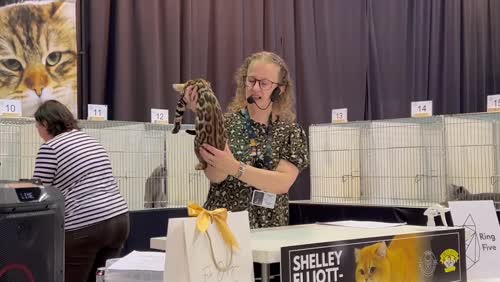 Amazing leopard looking boy… 1st GCCF kitten of his class. for sale in Harwich, Essex