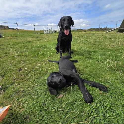 Amazing pup from our assistance dog for sale in Halifax, West Yorkshire