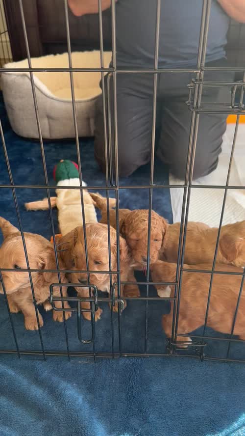 ⭐️Amazing Red Cockapoo puppies. Both parents cleared of hereditary diseases ⭐️⭐️ for sale in Swadlincote, Derbyshire