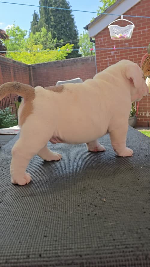 American Pocket Bully Puppys ABKC –Top Bloodlines for sale in Birmingham, West Midlands