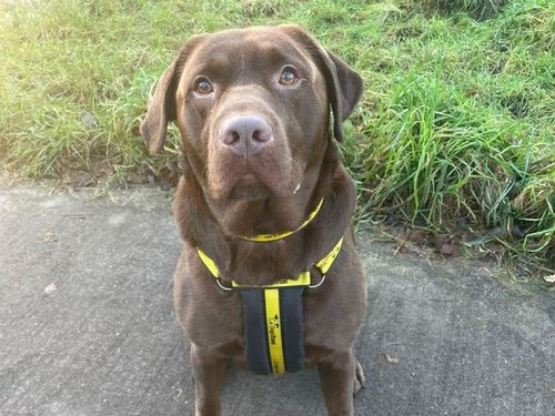 Angus for sale in Telford, Shropshire
