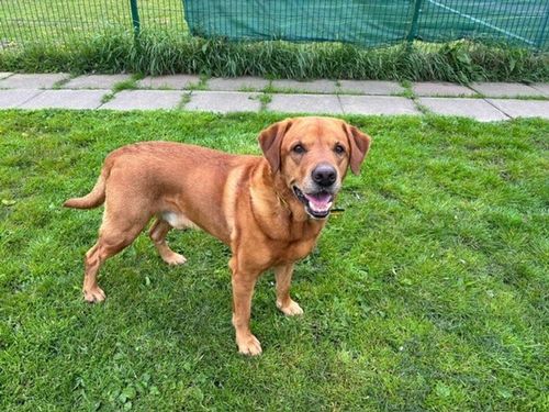 Archie for sale in West Calder, West Lothian