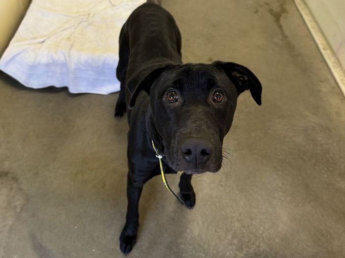 Labrador Retriever for adoption in Wickford, Essex – 2 years old