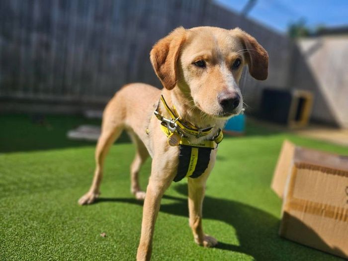 Labrador Retriever for adoption in Newbury, Berks – 2 years old