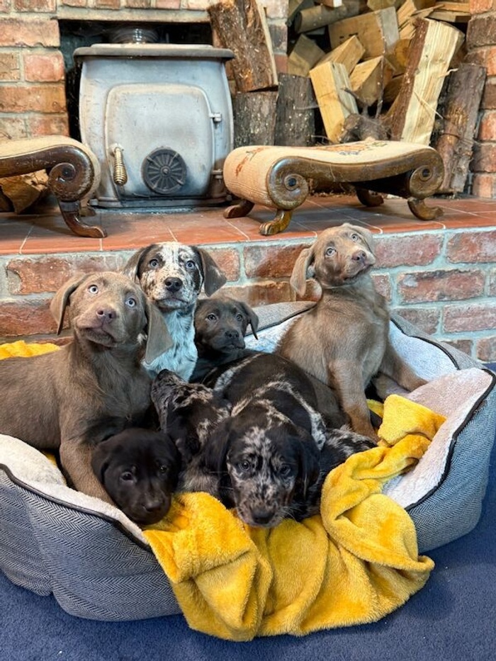 Labrador Retriever puppies for sale in Torpoint, Cornwall – 7 weeks old
