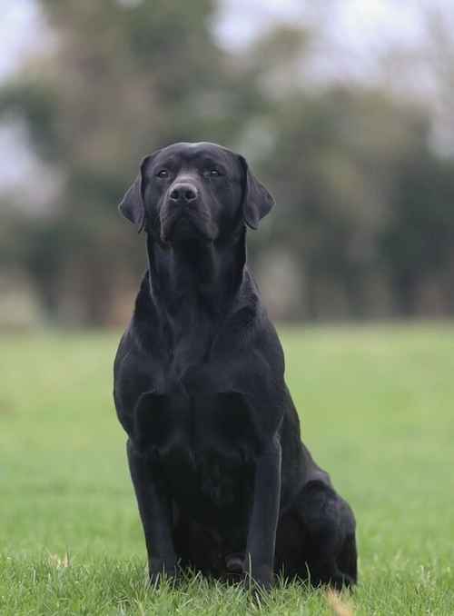 ASSURED 5 STAR BREEDER - HEALTH TESTED BLACK LABRADORS for sale in New England, Cambridgeshire