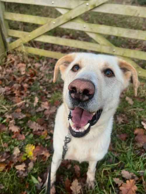 Available to foster with a view to adopt for sale in Cymau, Flintshire