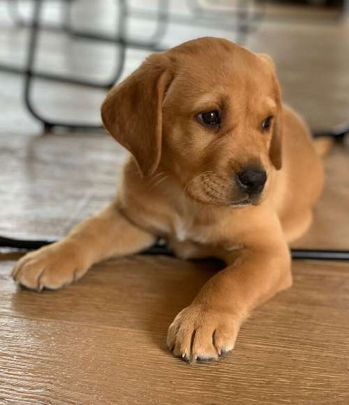 Awesome Labrador Puppies Ready For their Forever Home for sale in Manchester, Greater Manchester