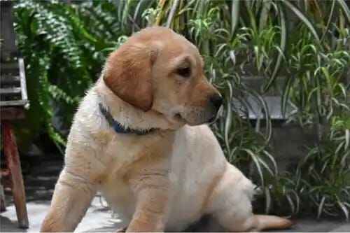 AWESOME LABRADOR RETRIEVER PUPPIES FOR SALE in London, City of London, Greater London