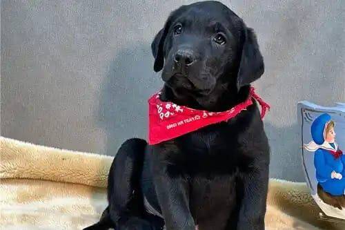 AWESOME LABRADOR RETRIEVER PUPPIES FOR SALE in London, City of London, Greater London - Image 2