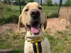 Bailey for sale in Telford, Shropshire | Image 2
