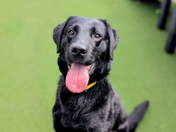 Labrador Retriever for adoption in Cardiff, Glamorgan – 4 years old - Image 3 of 3
