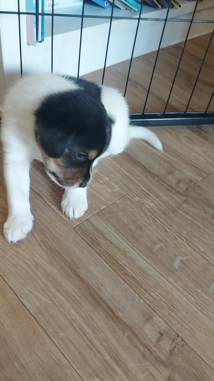 Beagle puppies for sale in Towcester, Northamptonshire – 4 weeks old