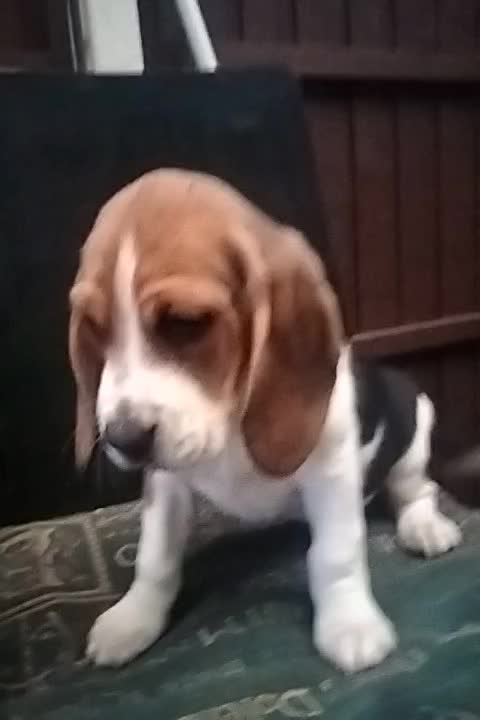 Beagles for sale 2025