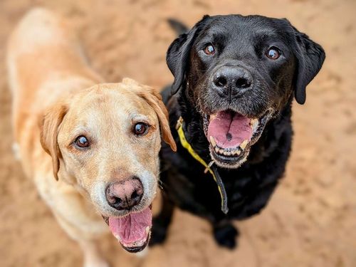 Beau & Bramble for sale in Cardiff, Glamorgan