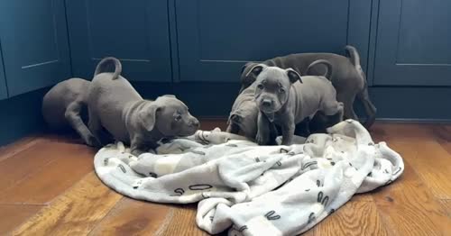 Beauties Ready ti Leave Now for sale in Peterborough, Cambridgeshire