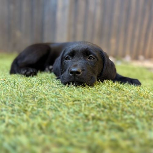 Beautiful 14 week old Female for sale in Redditch, Worcestershire