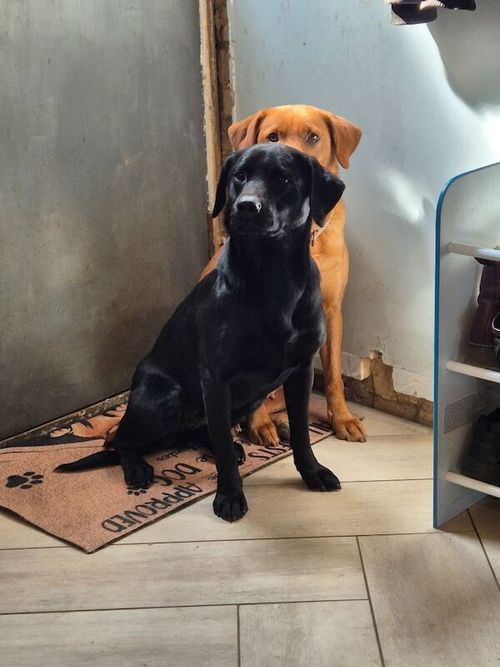 Beautiful Adult Labrador Female 1years old. for sale in Littleport, Cambridgeshire