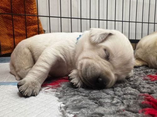 🖤💛Beautiful Baby Bears💛🖤 KC & Health tested for sale in Doncaster, South Yorkshire